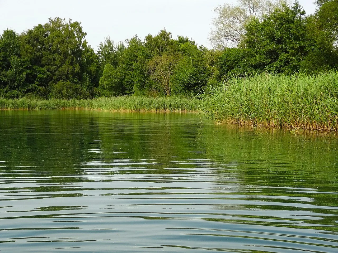 lake, reed, nature, water, summer, vacations, quiet, recreation, riverbank, embankment, natural reserve, environmental protection, water quality, algae, bathing lake. EPA Water Quality Reports: A Verification Checklist for Local Claims