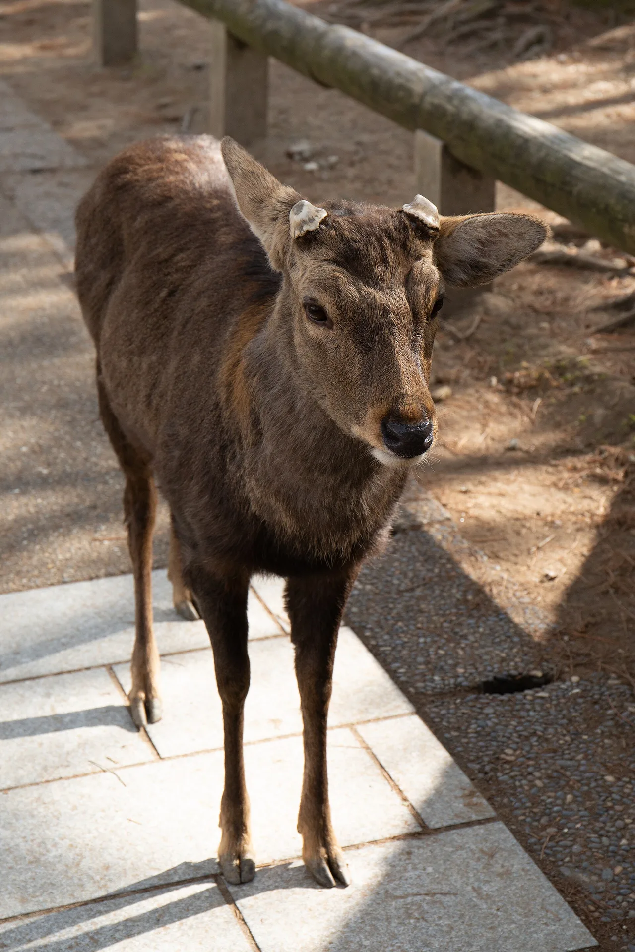 A deer standing on a paved path in Nara Park